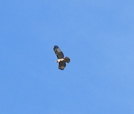 Red-tailed Hawk - ML370112681