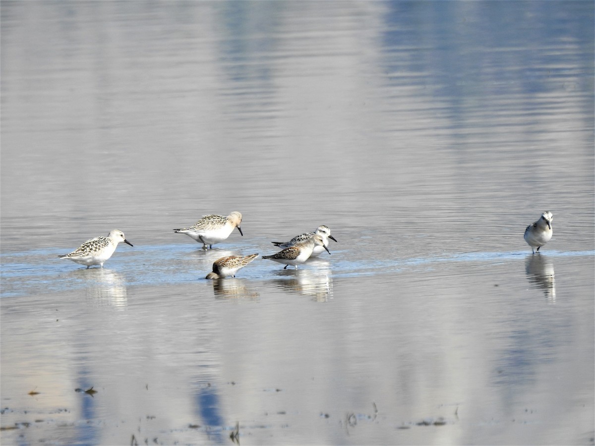 Bécasseau sanderling - ML370114481