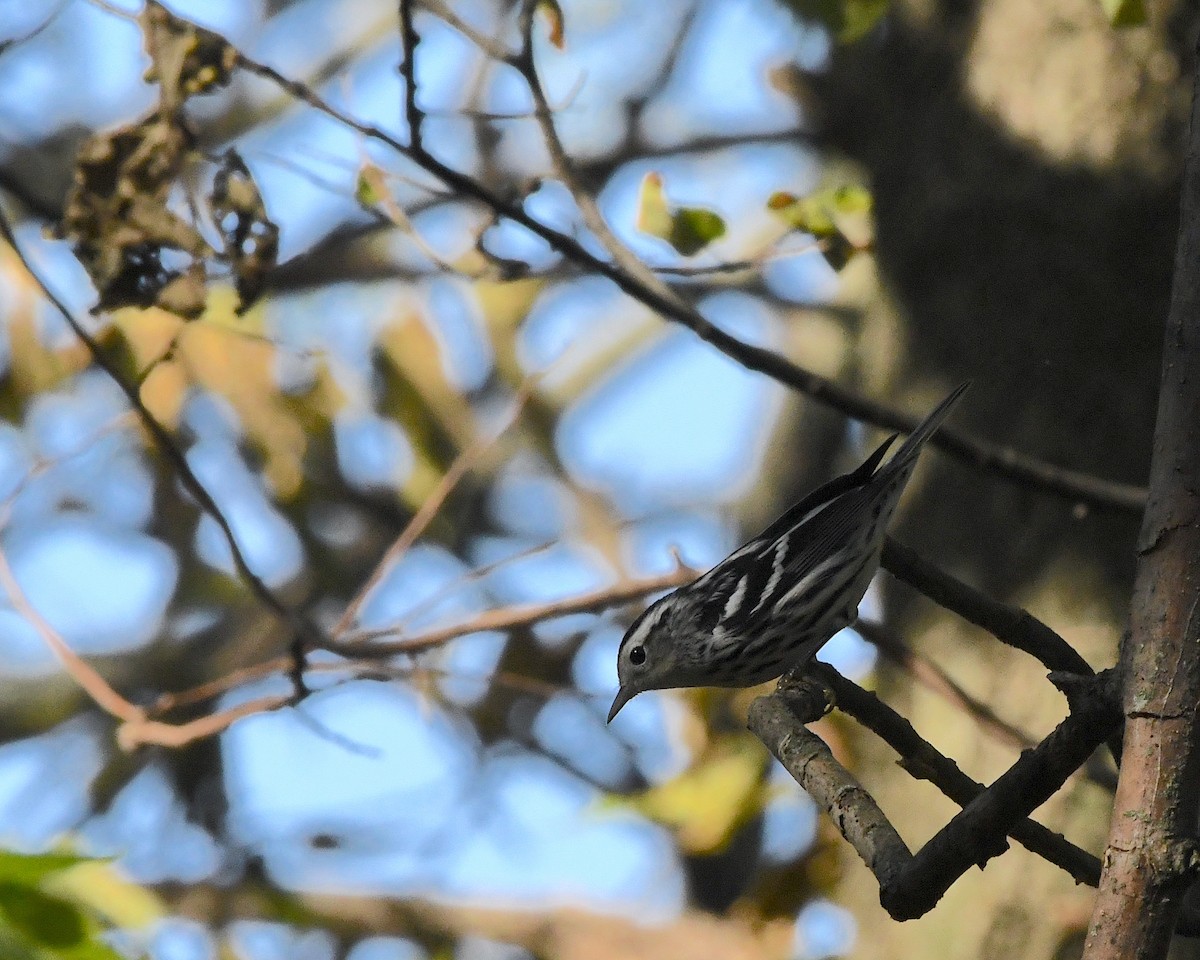 Black-and-white Warbler - ML370115541