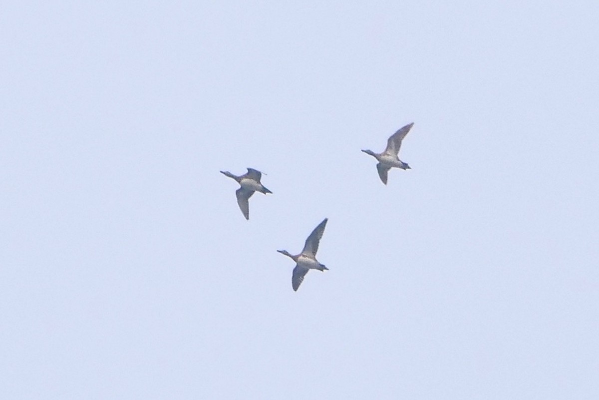 American Wigeon - ML370115671