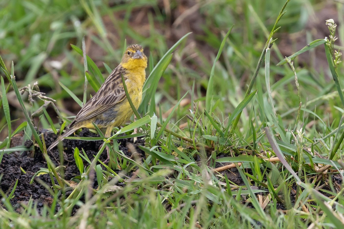 Grassland Yellow-Finch (Montane) - ML370116061