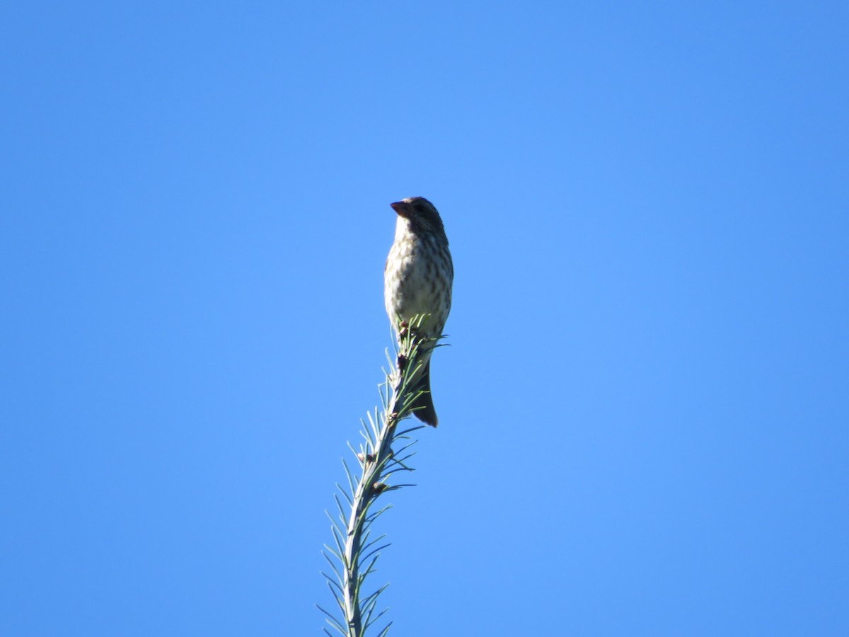 Purple Finch - ML370116091