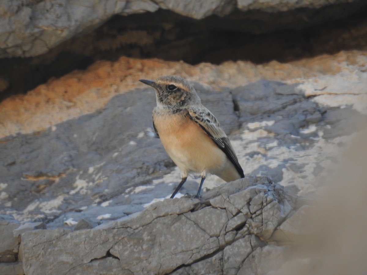 Pied Wheatear - Aris Vouros