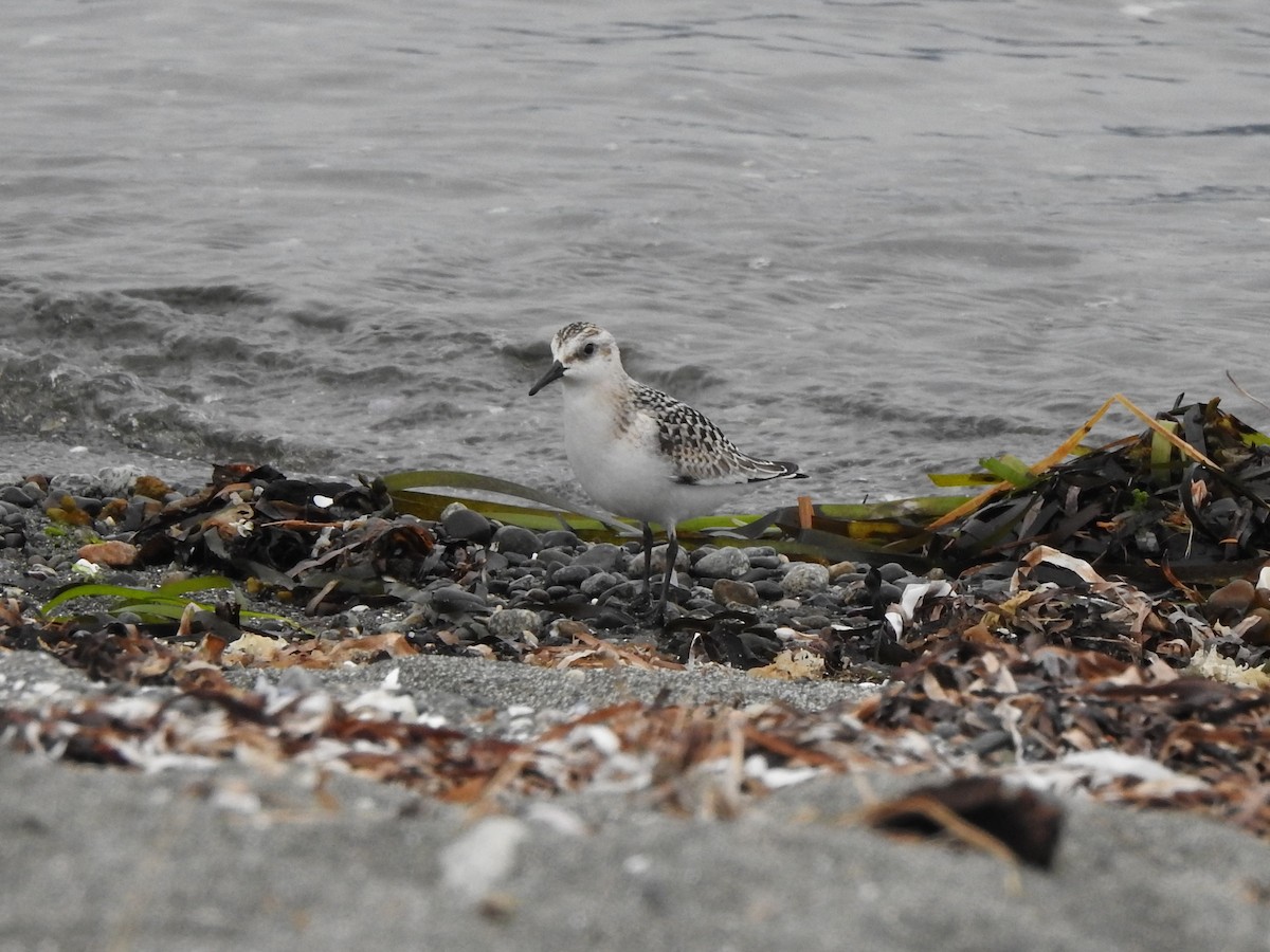 Sanderling - ML370116601