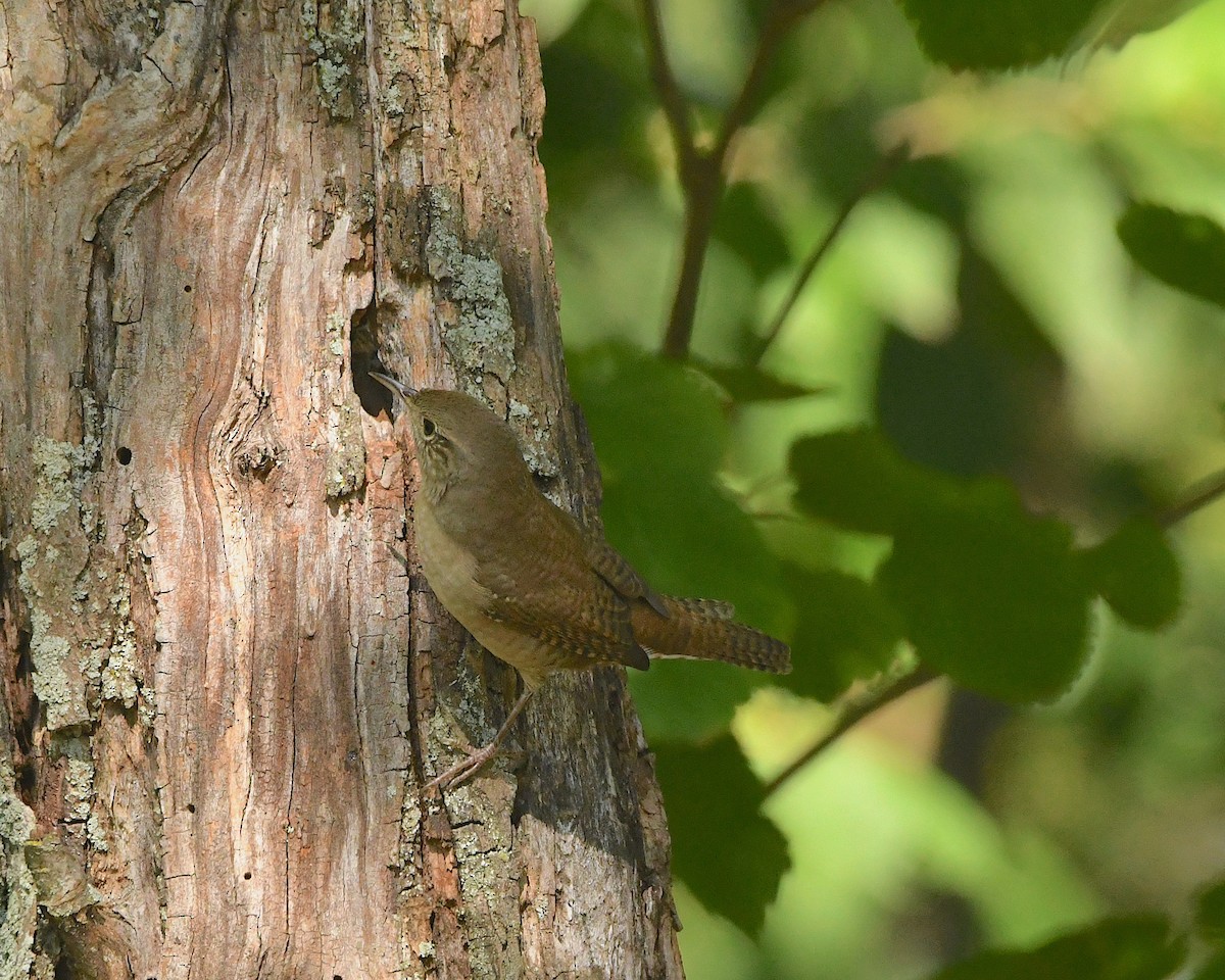 Northern House Wren - ML370116651