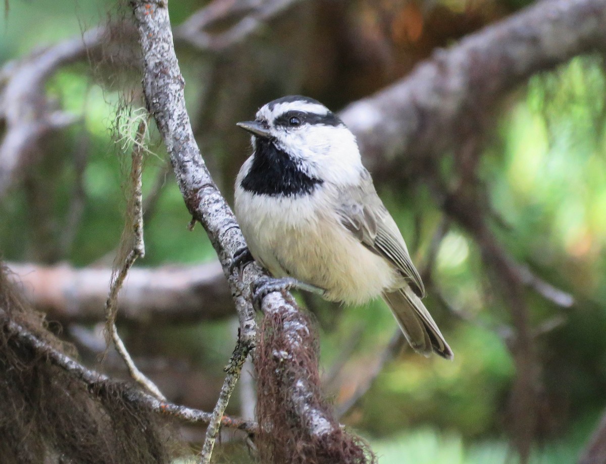 Mountain Chickadee - ML370118151