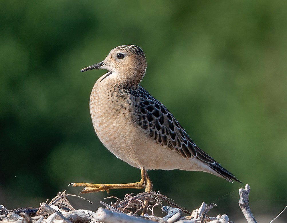 Buff-breasted Sandpiper - Jian Mei