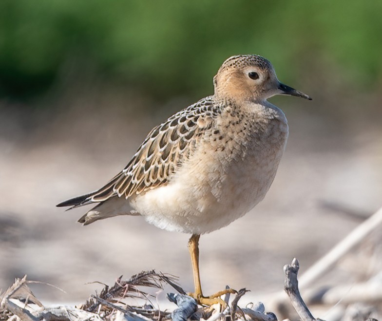 Buff-breasted Sandpiper - Jian Mei