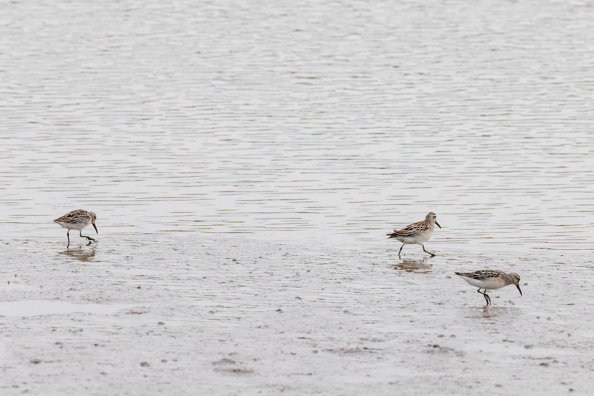 Broad-billed Sandpiper - ML370119751