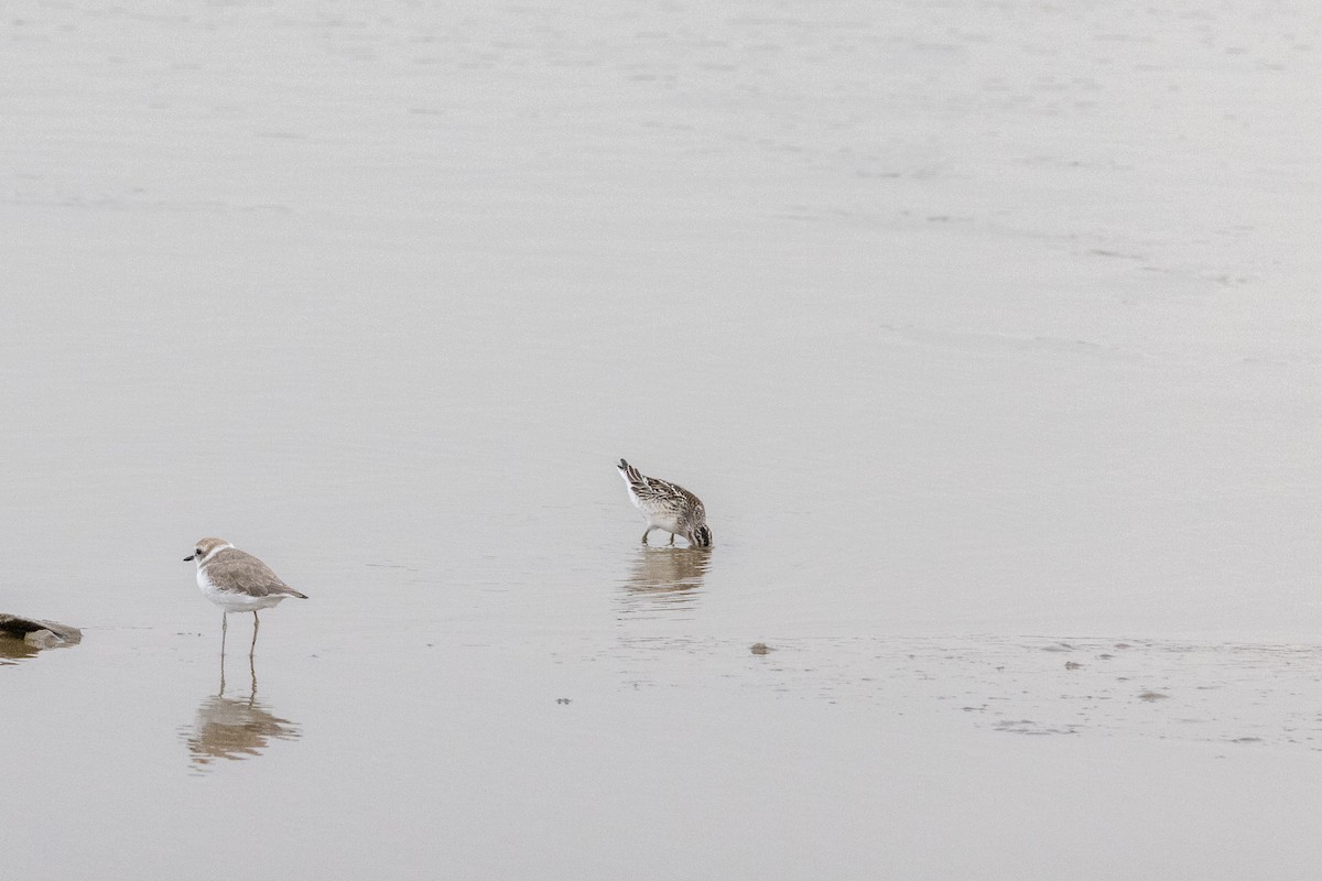 Broad-billed Sandpiper - ML370119761