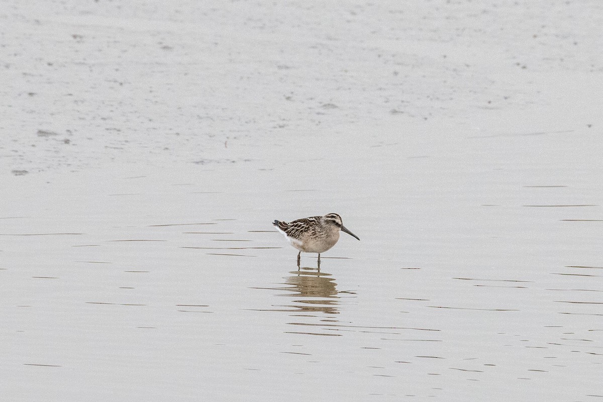 Broad-billed Sandpiper - ML370119771