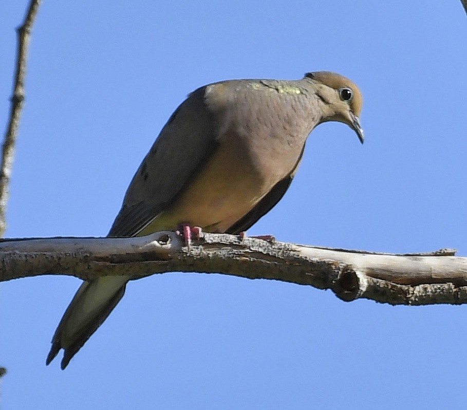 Mourning Dove - ML370120291