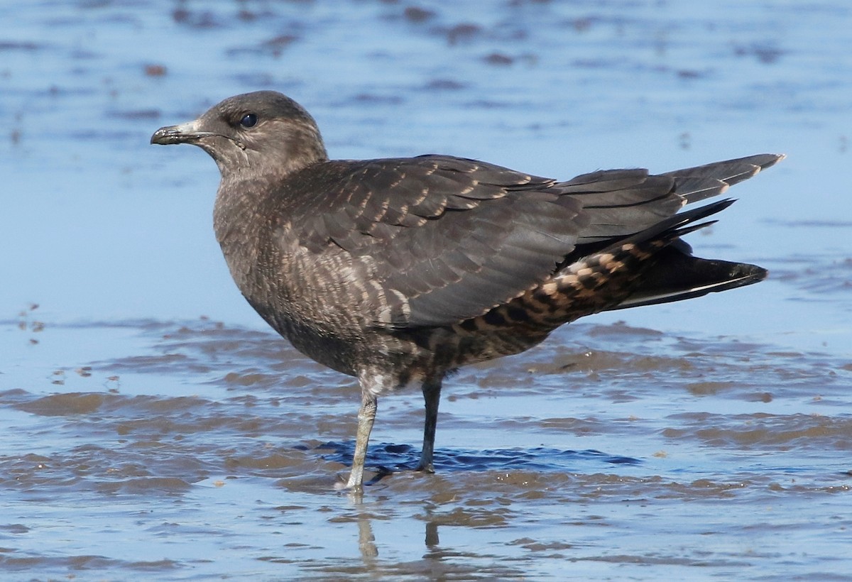 Parasitic Jaeger - ML370122291