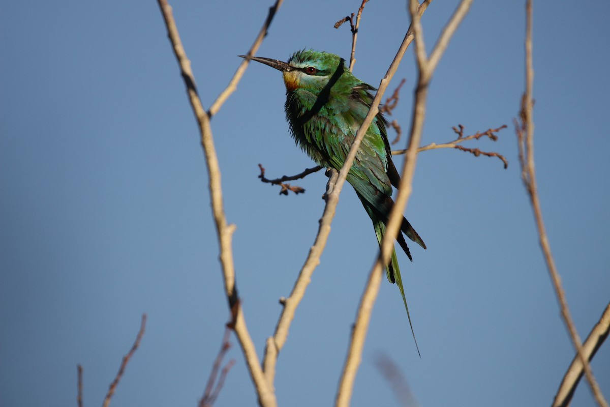 Blue-cheeked Bee-eater - ML370122791