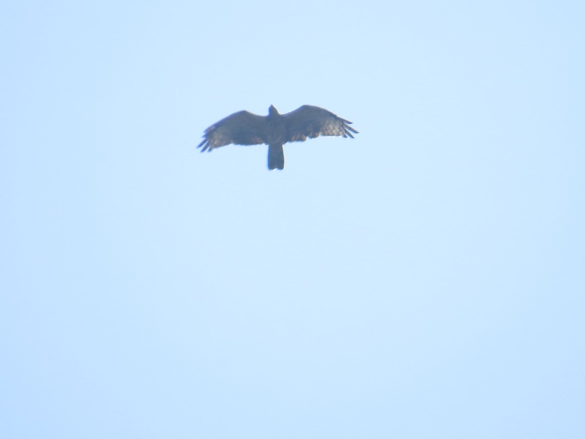 Oriental Honey-buzzard - ML37012311