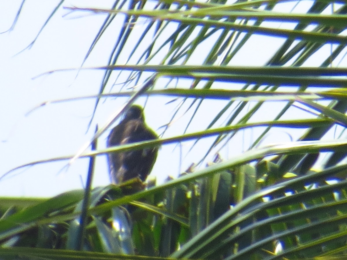 Oriental Honey-buzzard - ML37012331