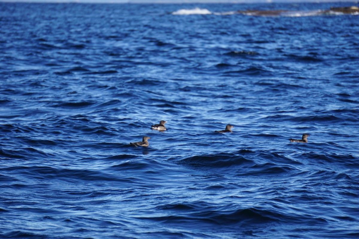 Rhinoceros Auklet - ML370124221