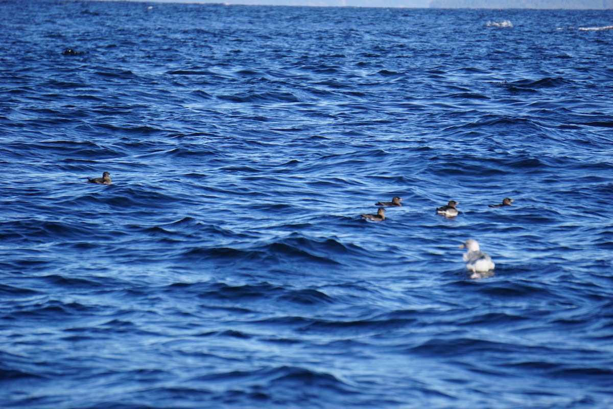 Rhinoceros Auklet - ML370124231