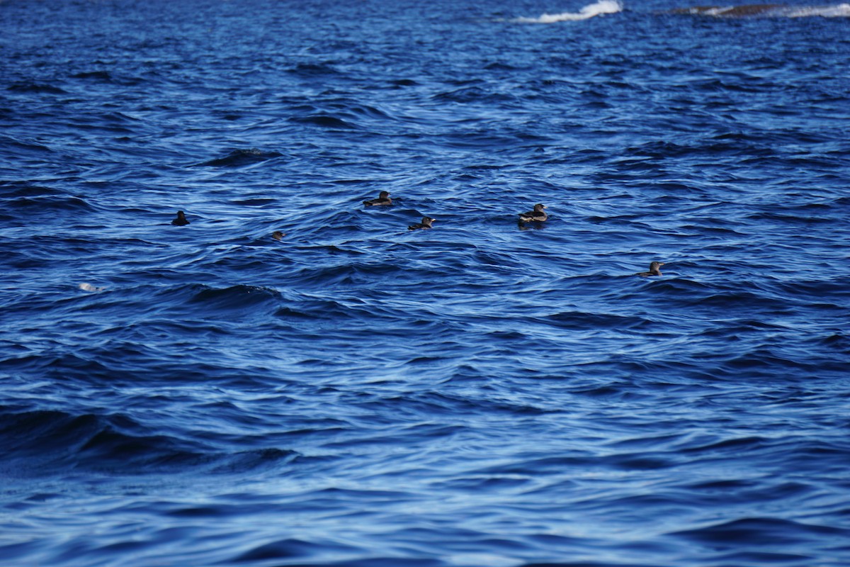 Rhinoceros Auklet - ML370124241