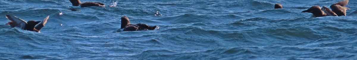 Common Murre - ML370124261