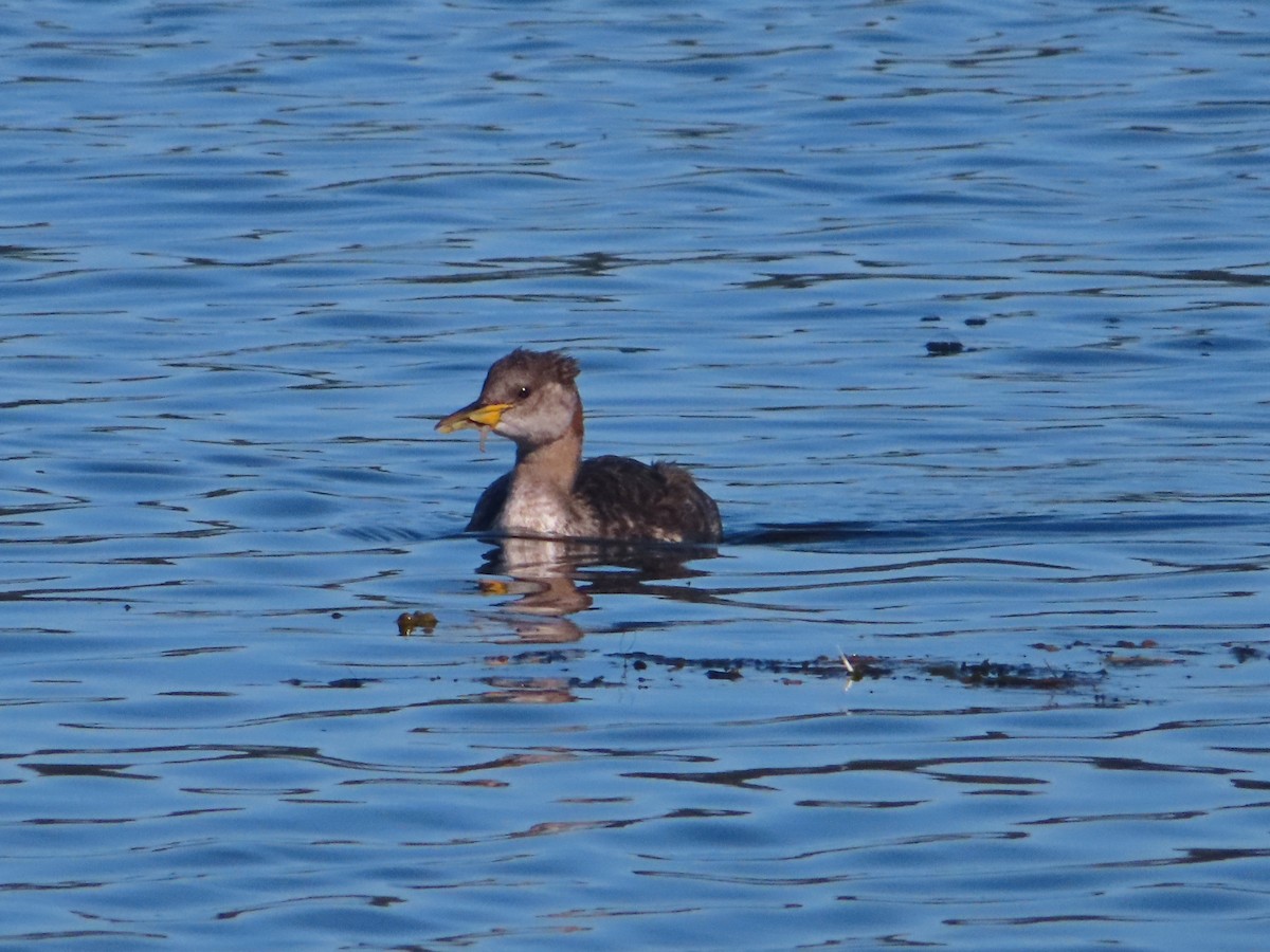 Red-necked Grebe - ML370124411