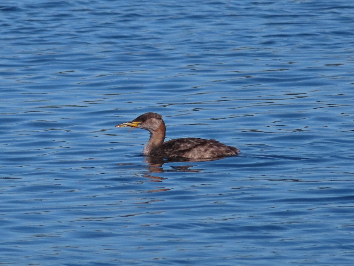 Red-necked Grebe - ML370124431
