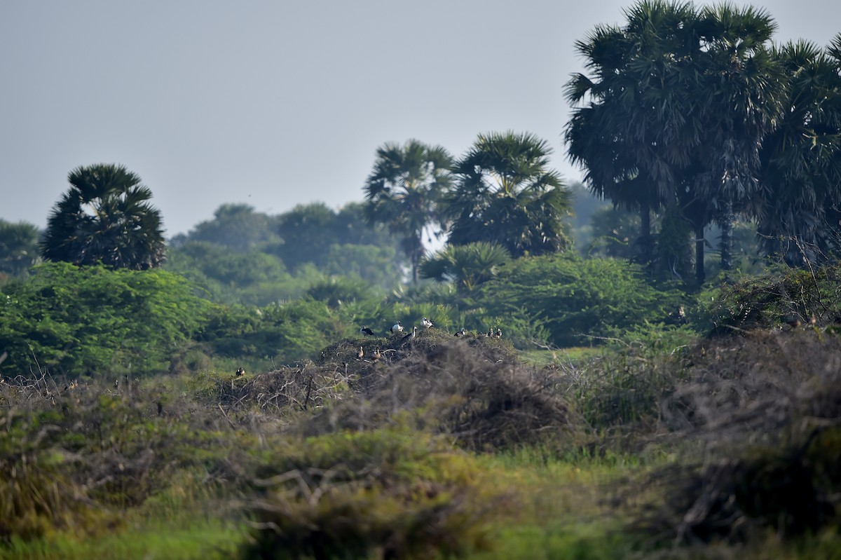 Knob-billed Duck - ML370124591