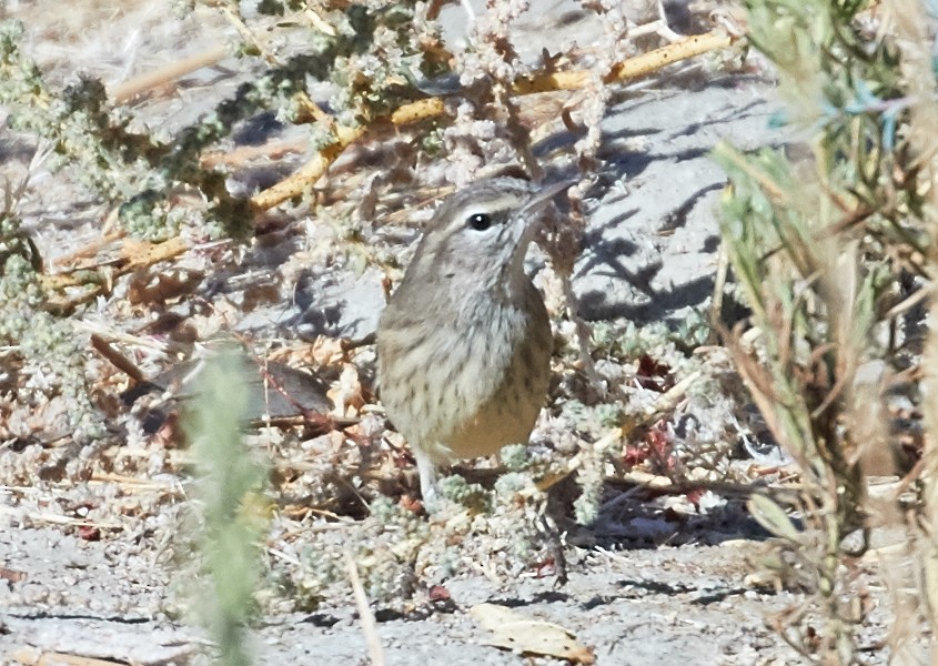 Palm Warbler (Western) - ML37012571