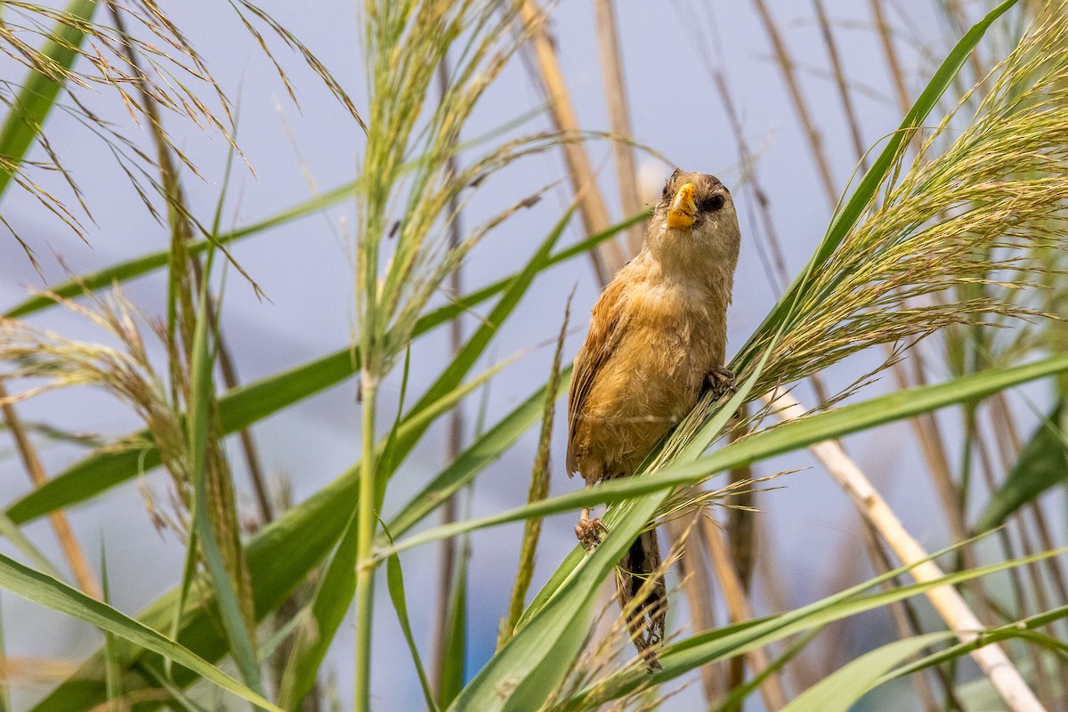 Reed Parrotbill - ML370126251