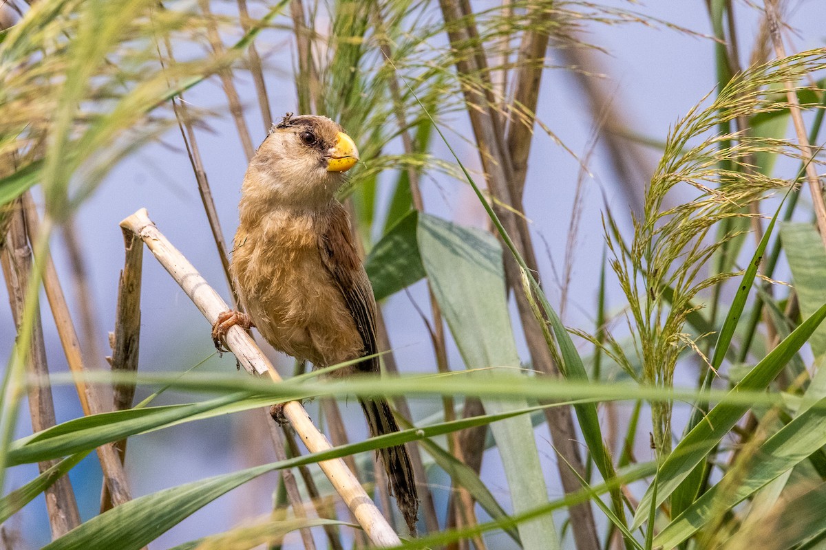 Paradoxornis du Yangtsé - ML370126301