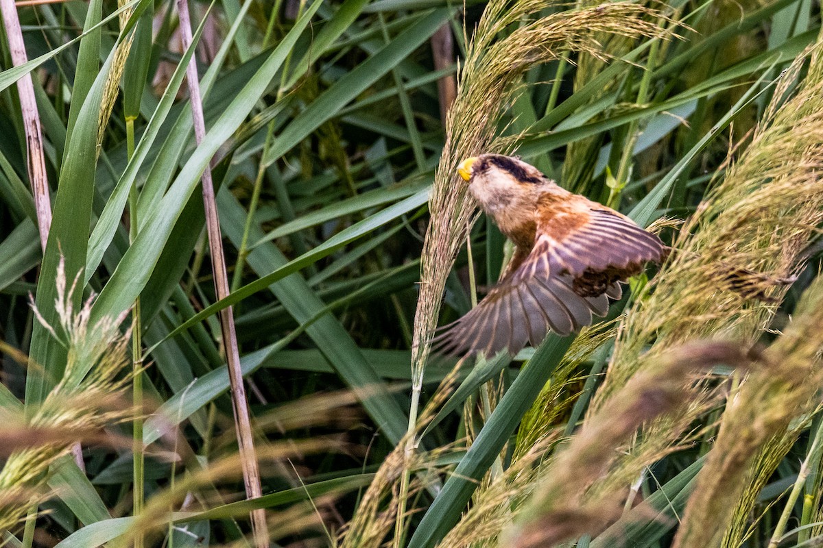 Reed Parrotbill - ML370126451