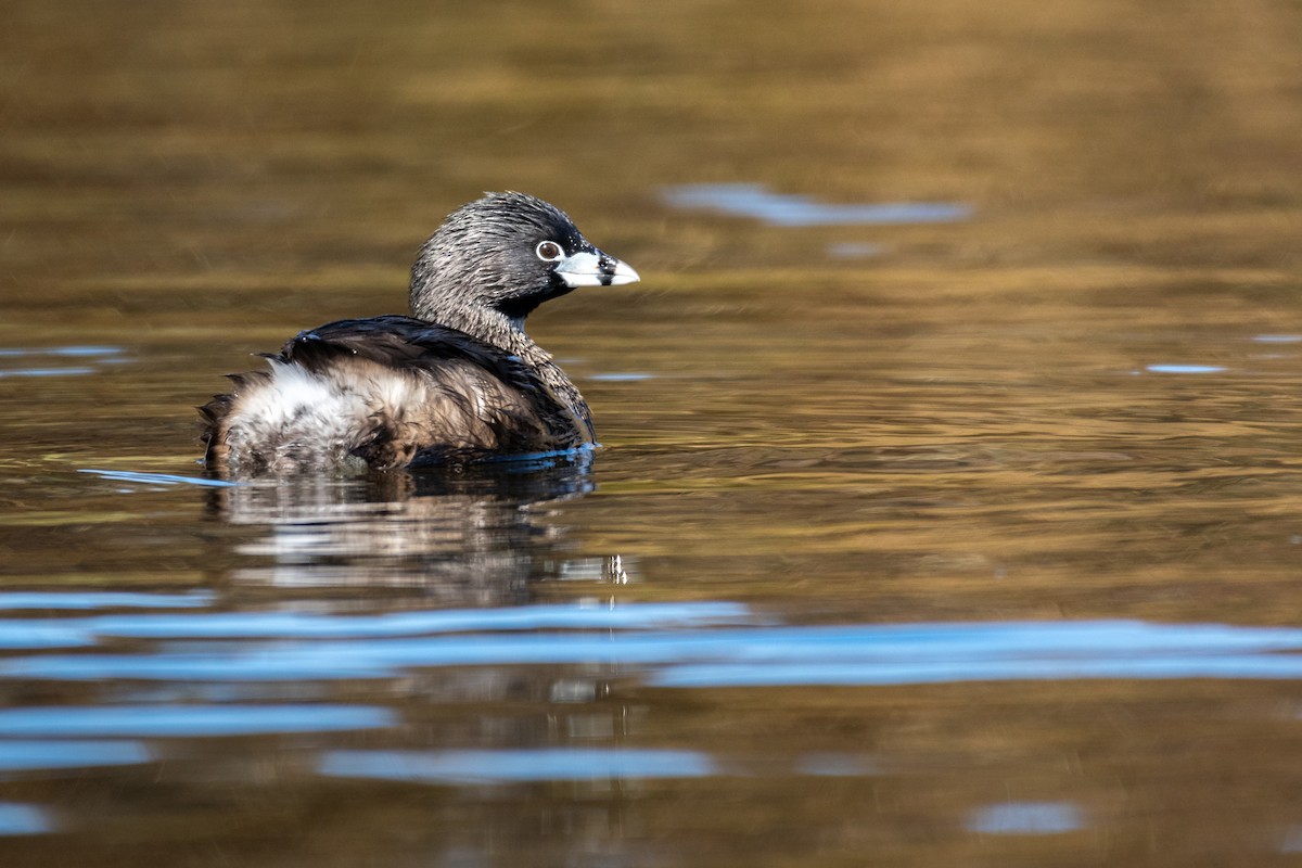 Pied-billed Grebe - ML370127271