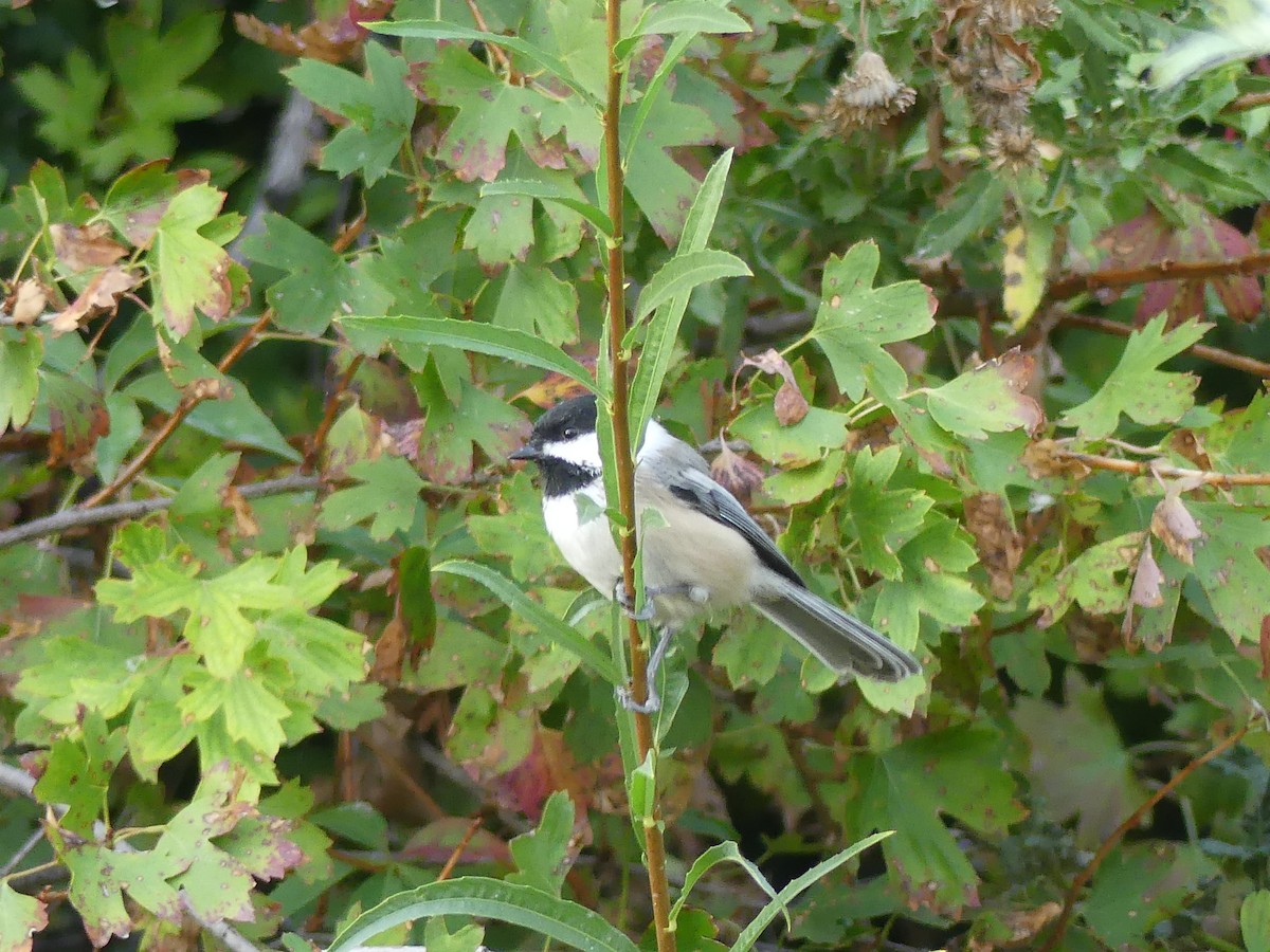 Black-capped Chickadee - ML370127911