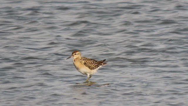 Sharp-tailed Sandpiper - ML370127941