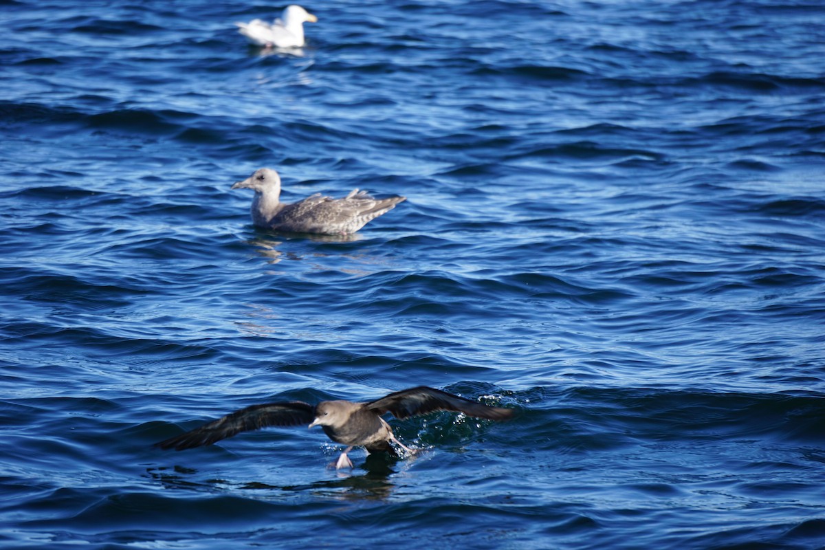 Sooty/Short-tailed Shearwater - ML370128021