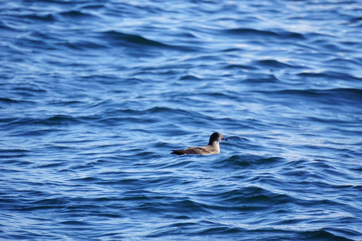 Sooty/Short-tailed Shearwater - ML370128031