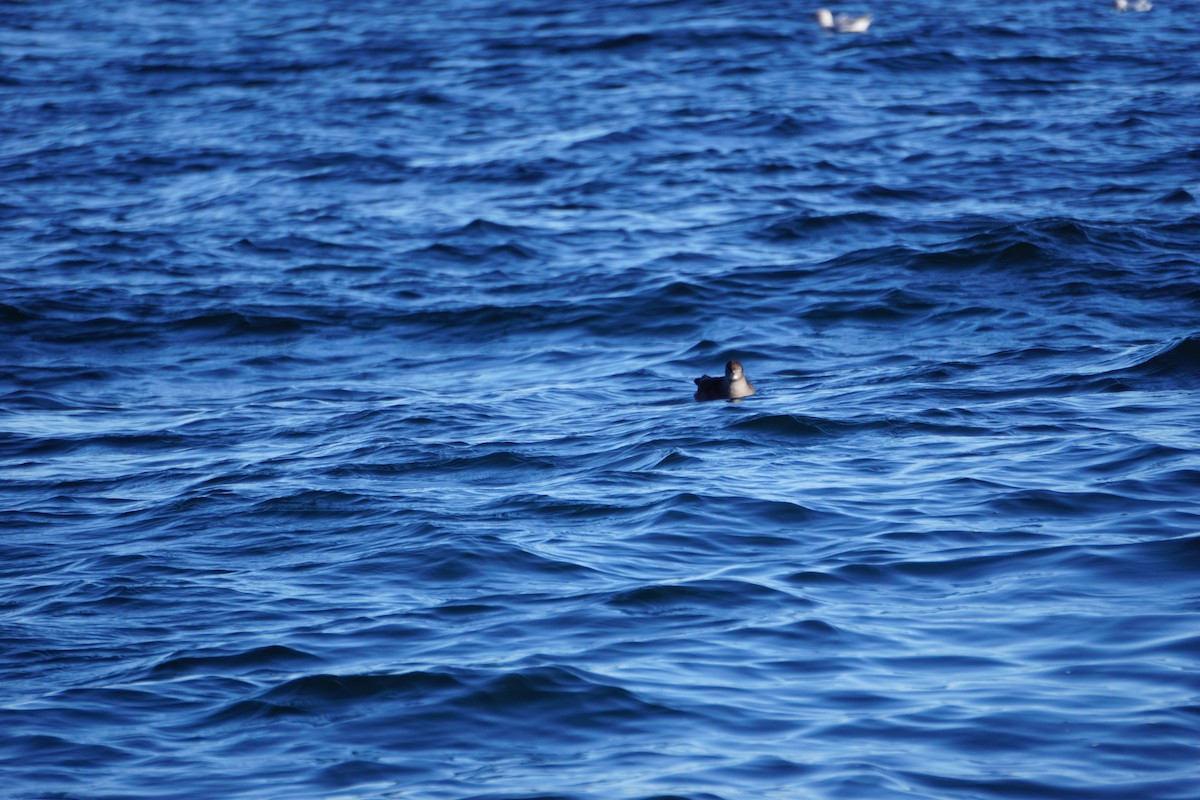 Sooty/Short-tailed Shearwater - ML370128041