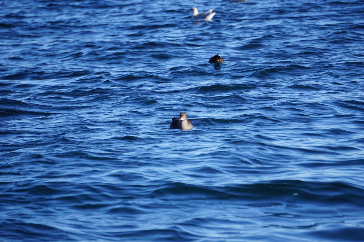 Sooty/Short-tailed Shearwater - ML370128071