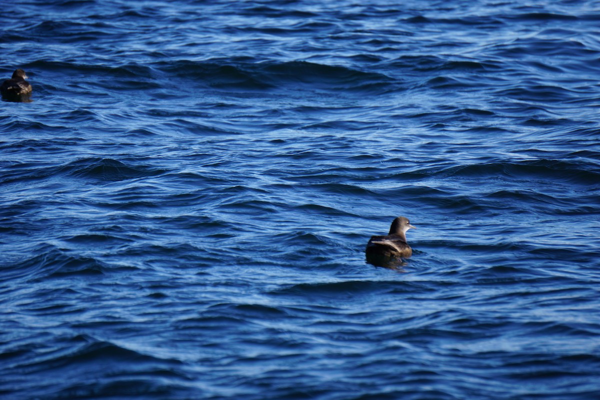 Sooty/Short-tailed Shearwater - ML370128081