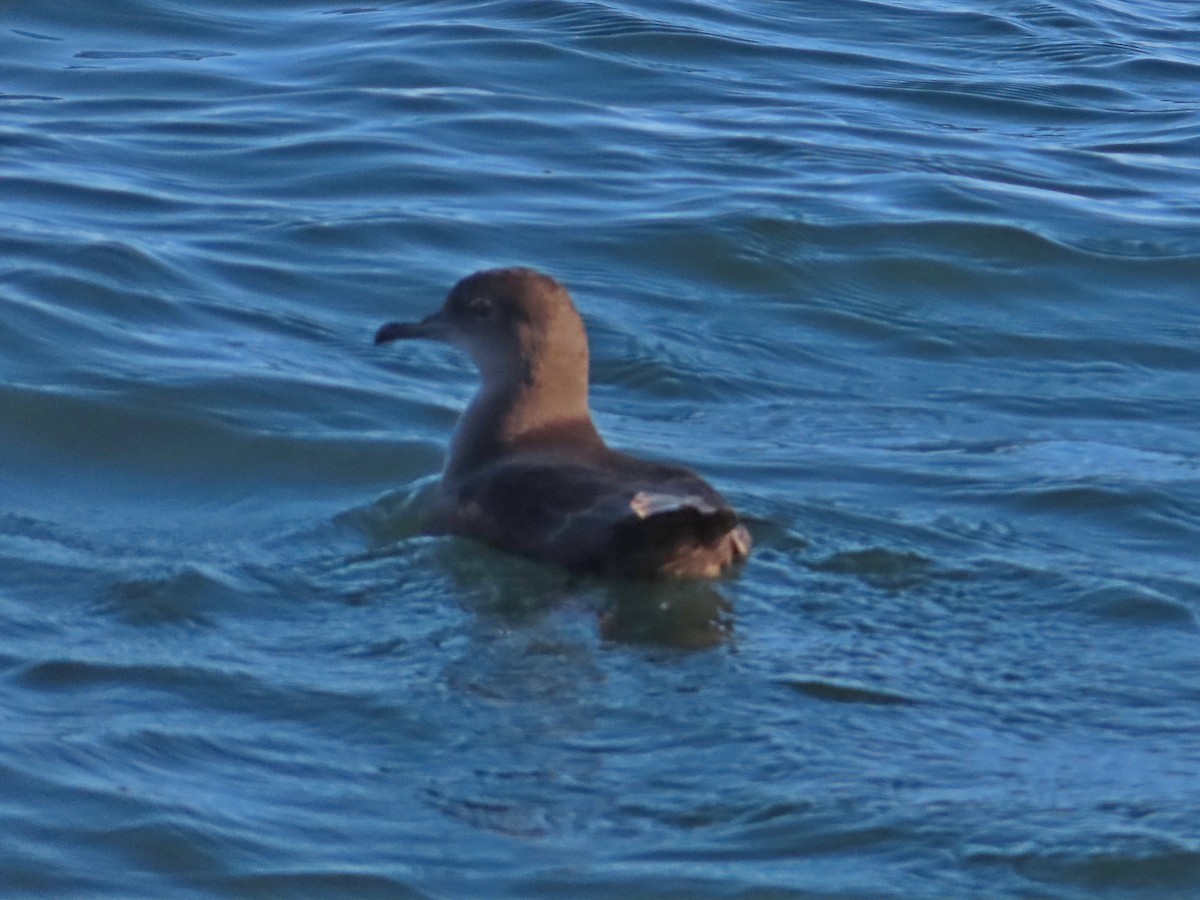 Sooty/Short-tailed Shearwater - ML370128111