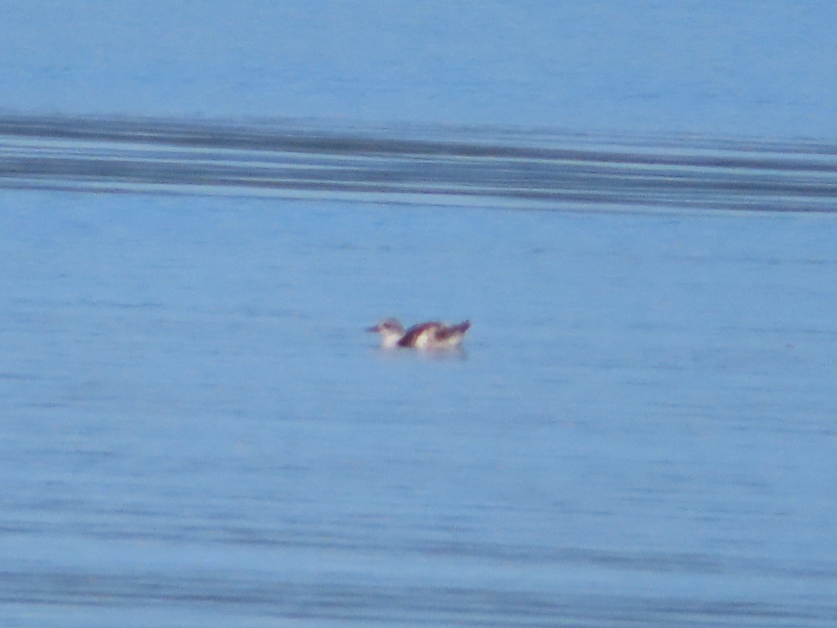 Marbled Murrelet - ML370128721