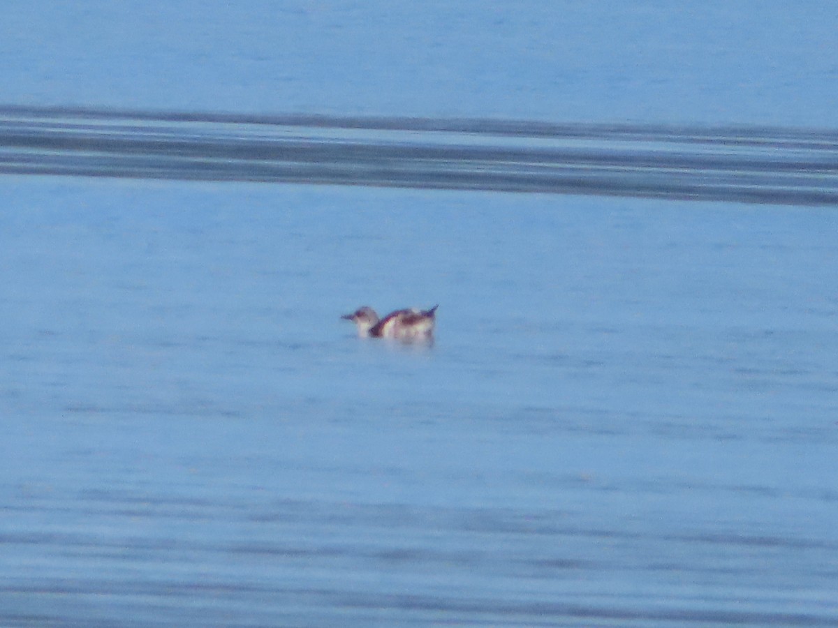 Marbled Murrelet - ML370128731