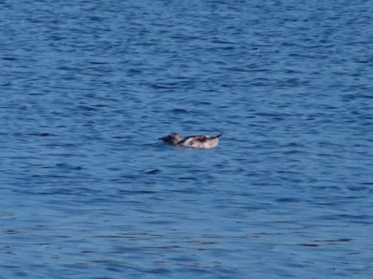 Guillemot marbré - ML370129321