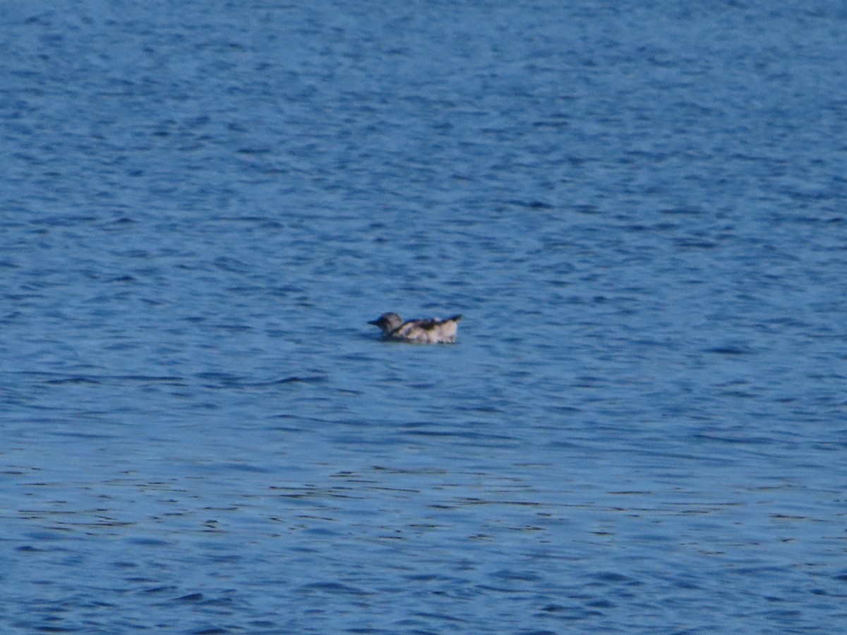 Guillemot marbré - ML370129341