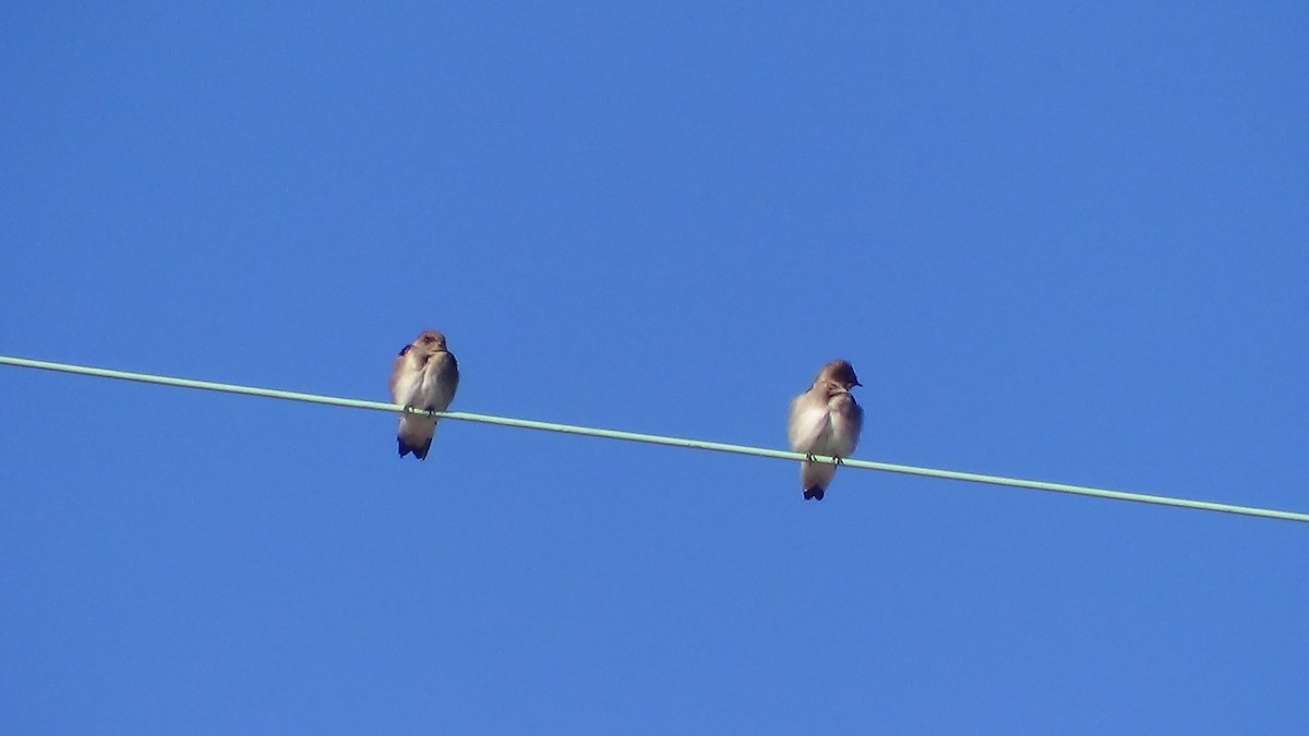 Northern Rough-winged Swallow - ML37013061