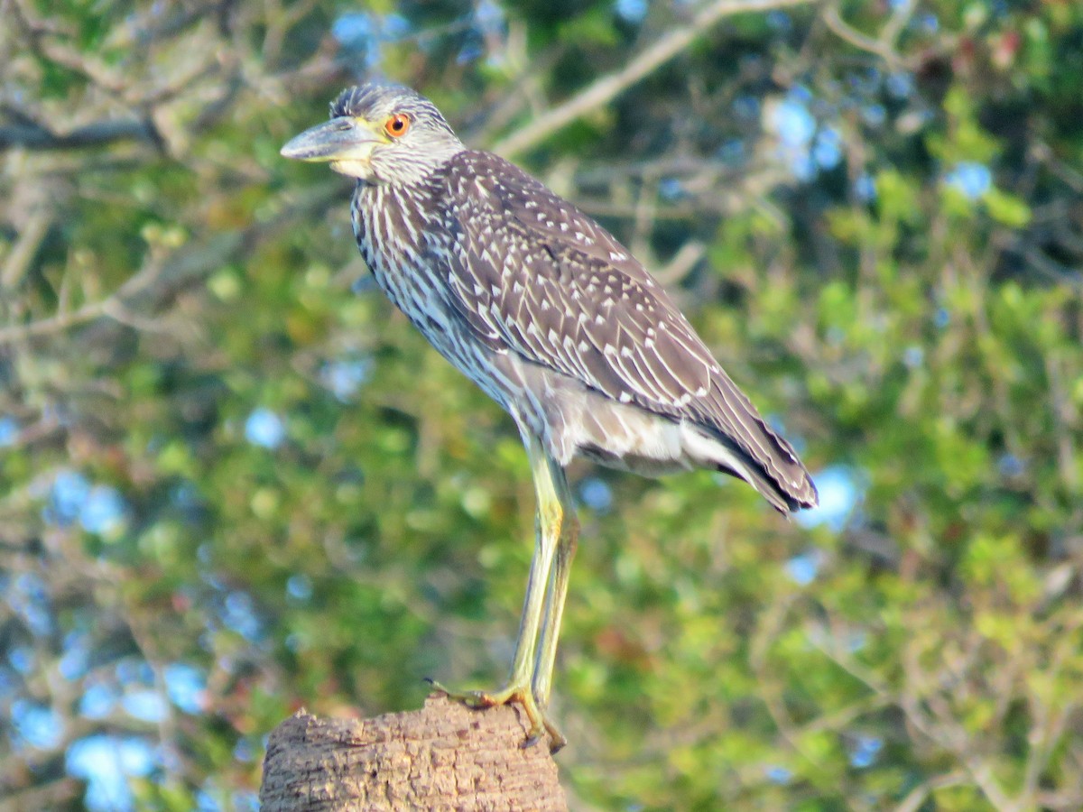 Yellow-crowned Night Heron - ML37013091