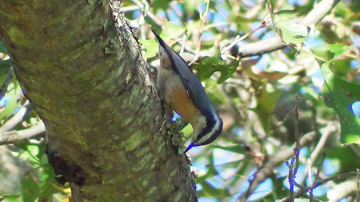 Red-breasted Nuthatch - ML37013101