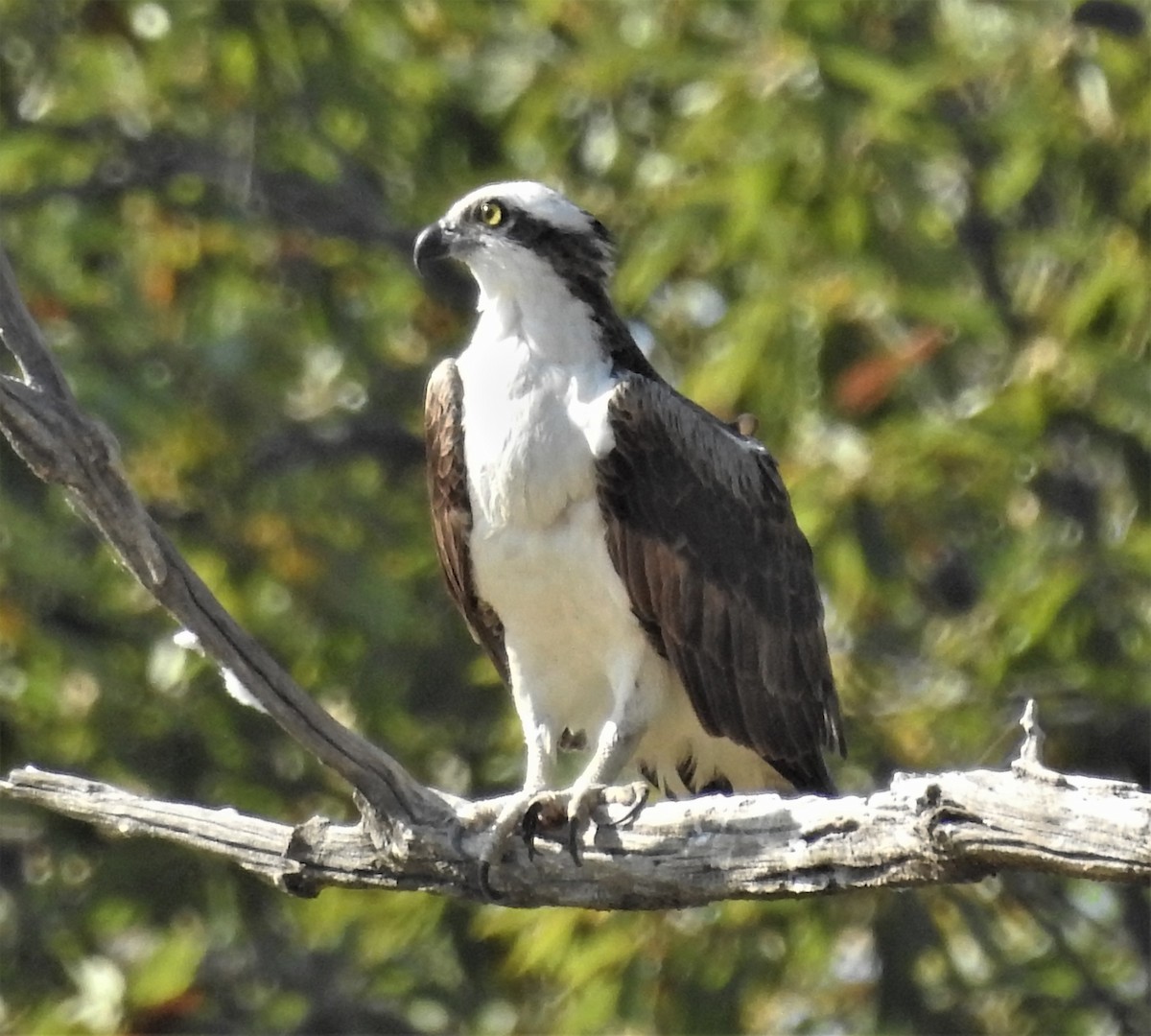Águila Pescadora - ML370131871