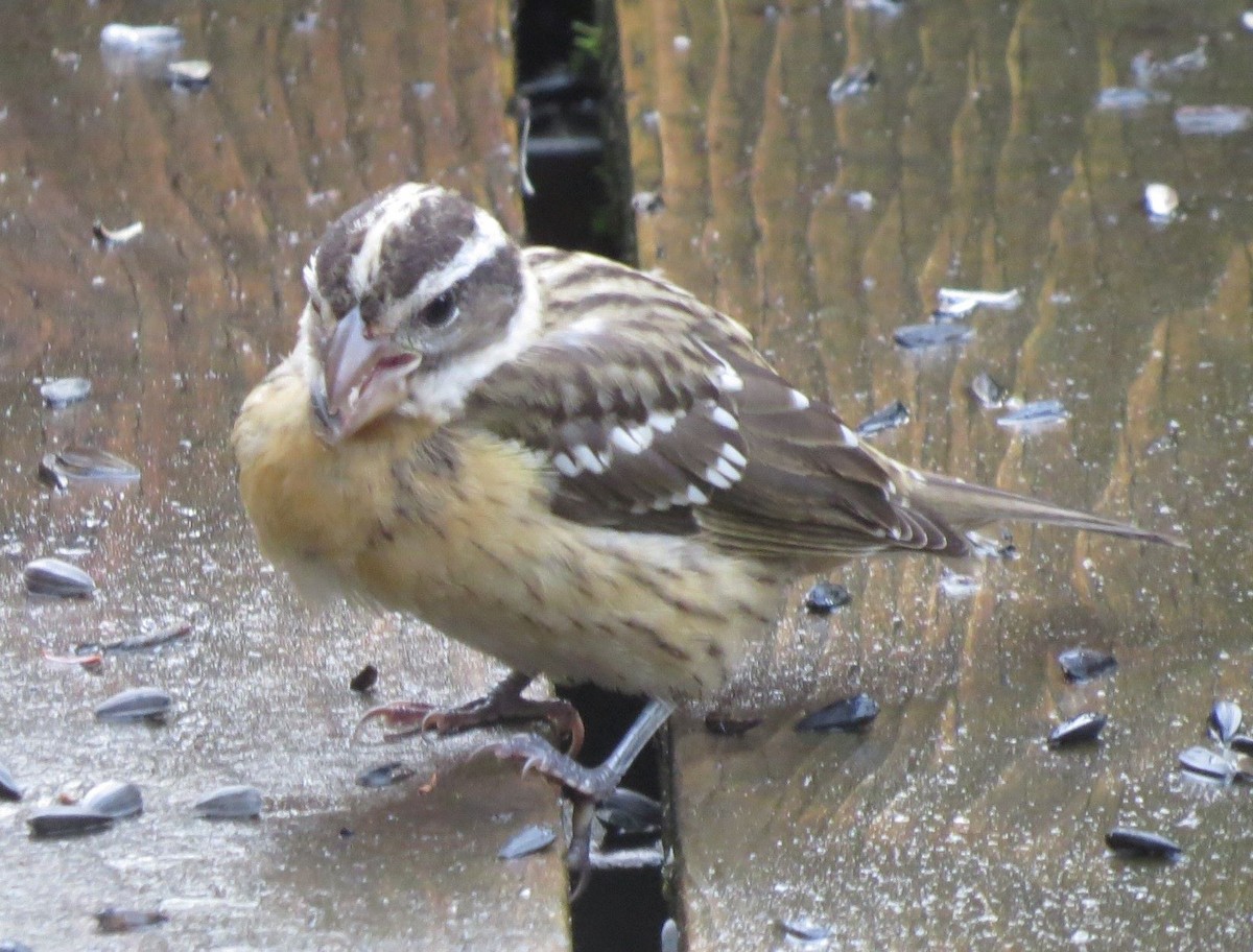 Black-headed Grosbeak - ML370131911