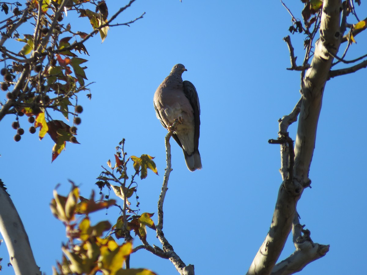 Band-tailed Pigeon - ML370131941